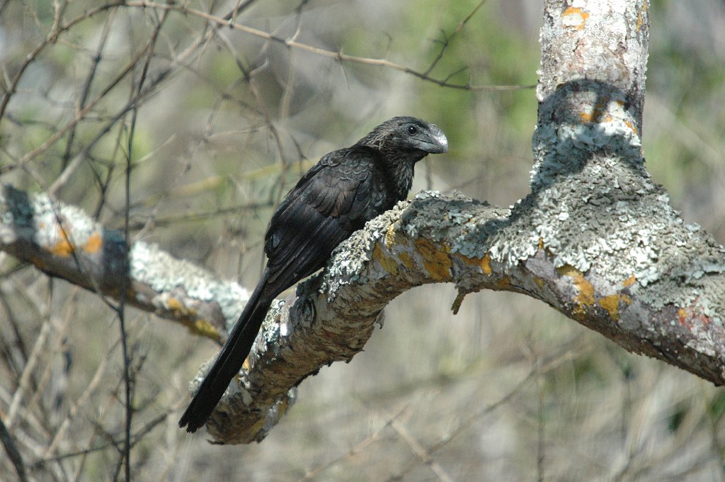 Ani, Smooth-billed, 2004-11035270.JPG - Smooth-billed Ani, Galapagos, 2004